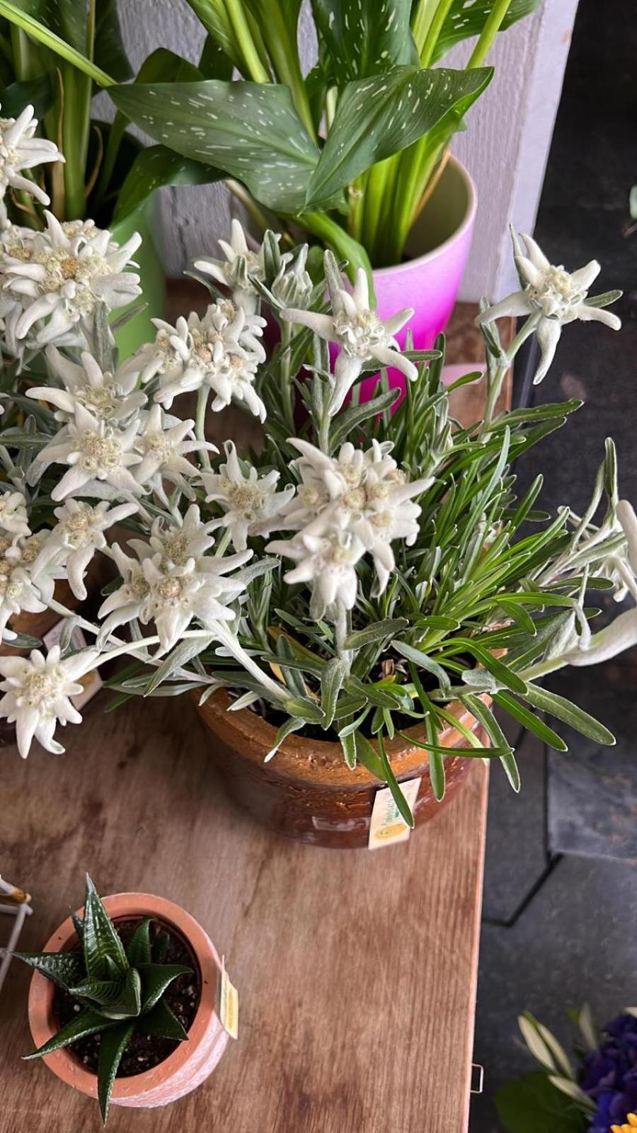Edelweiss 4 Zi Ferienwohnung In Landhaus 弗鲁蒂根 外观 照片